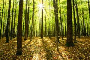 forest-green-tree-backlit-sun